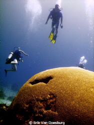 Humongous brain coral at Tobago. Due to strong currents (... by Erik Van Doesburg 